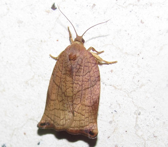 Archips podana (Tortricidae), femmina? S